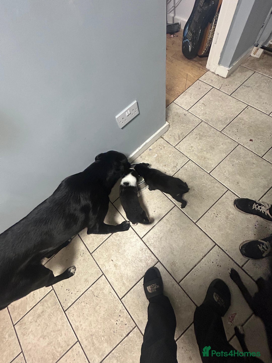 Mixed Breed dogs for sale: 2 female puppies for sale  - Advert 8