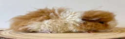Guinea Pig rodents for sale: Selection of guinea pigs looking for new homes  - Advert 3