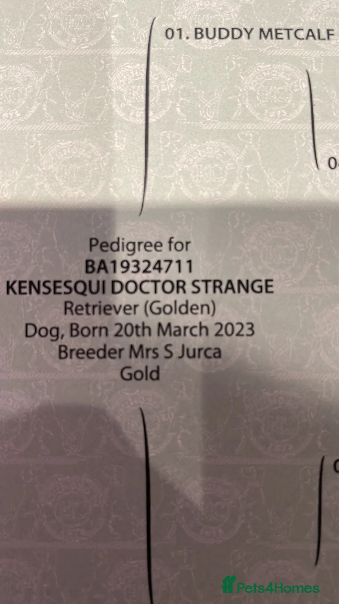 Golden Retriever dogs for stud: Fully health tested n dna clear kc stud - Advert 13