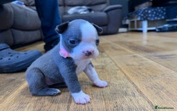 Boston Terrier dogs for sale: Boston terrier puppies - Image 2