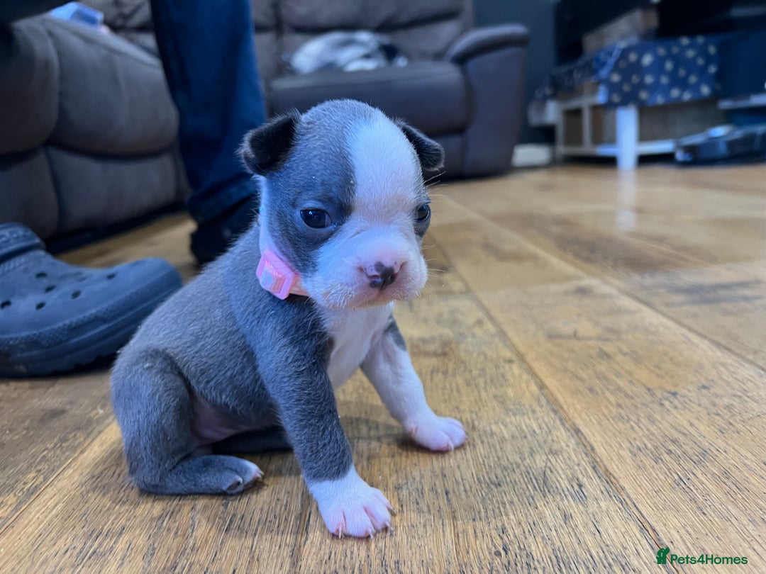 Boston Terrier dogs for sale: Boston terrier puppies - Image 2