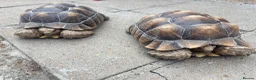 Tortoise reptiles for sale: 2 Sulcata Tortoises - Advert 4