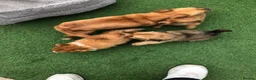 Pomchi dogs for sale: Pomchi puppies  - Advert 5