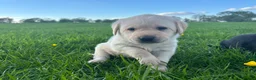 Labrador Retriever dogs for sale: 8 Labrador puppies for sale - Advert 7