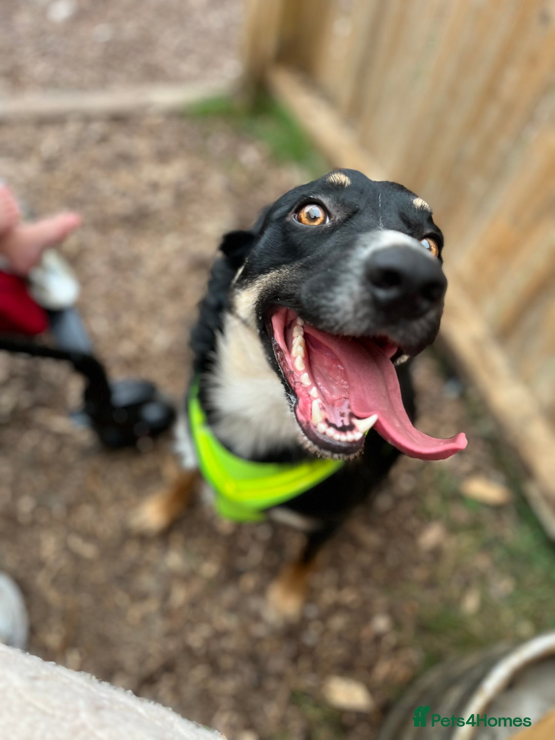 Mixed Breed dogs for sale: Border collie x German Shepard  - Image 3