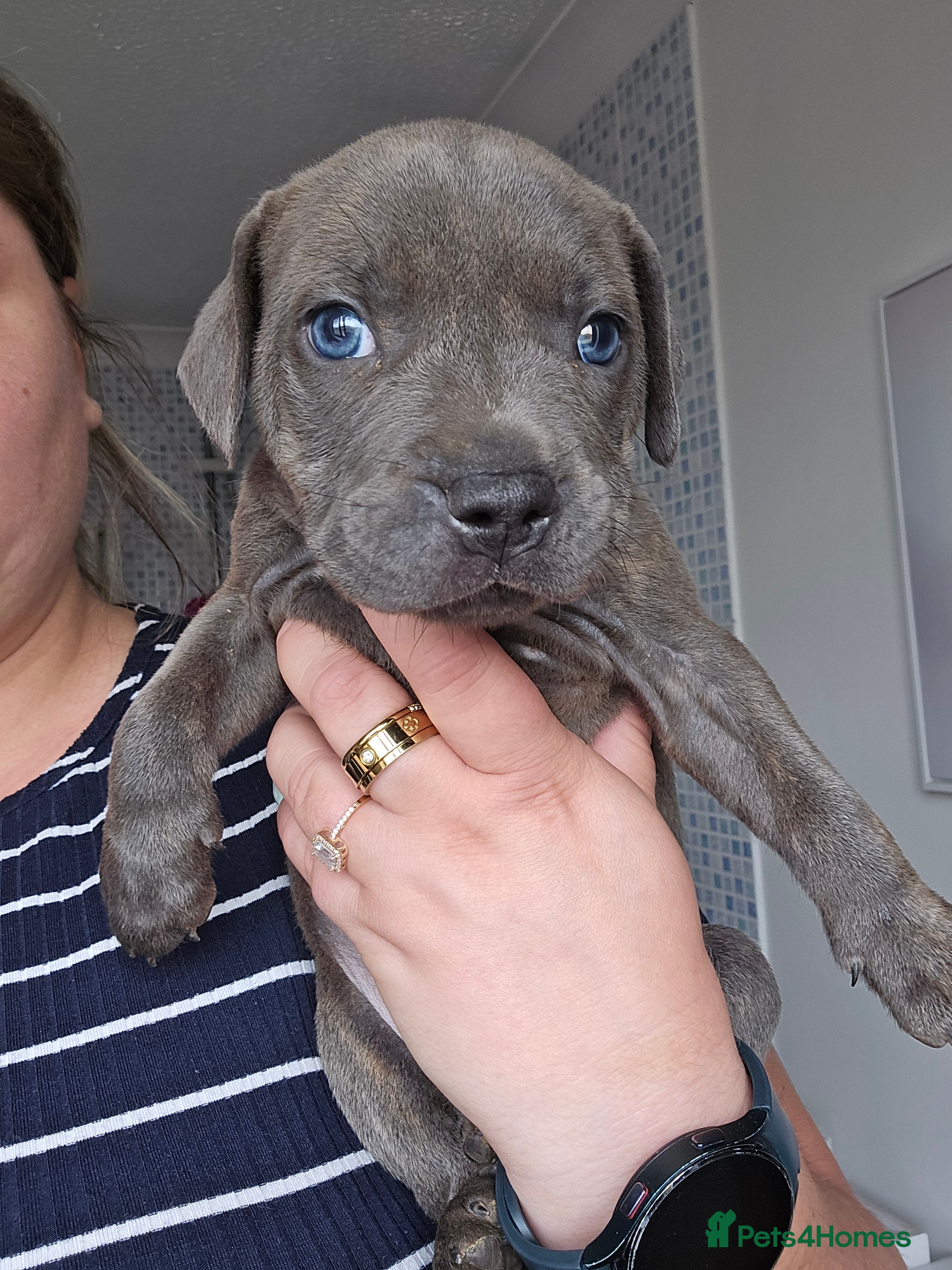 Staffordshire Bull Terrier dogs Stafordshire puppies - Advert 2
