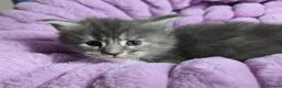 Maine Coon cats for sale: Stunning Maine Coon kittens - Advert 6