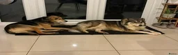 Mixed Breed dogs for adoption: Meet Maya, currently residing in Leicestershire in Loughborough - Advert 10