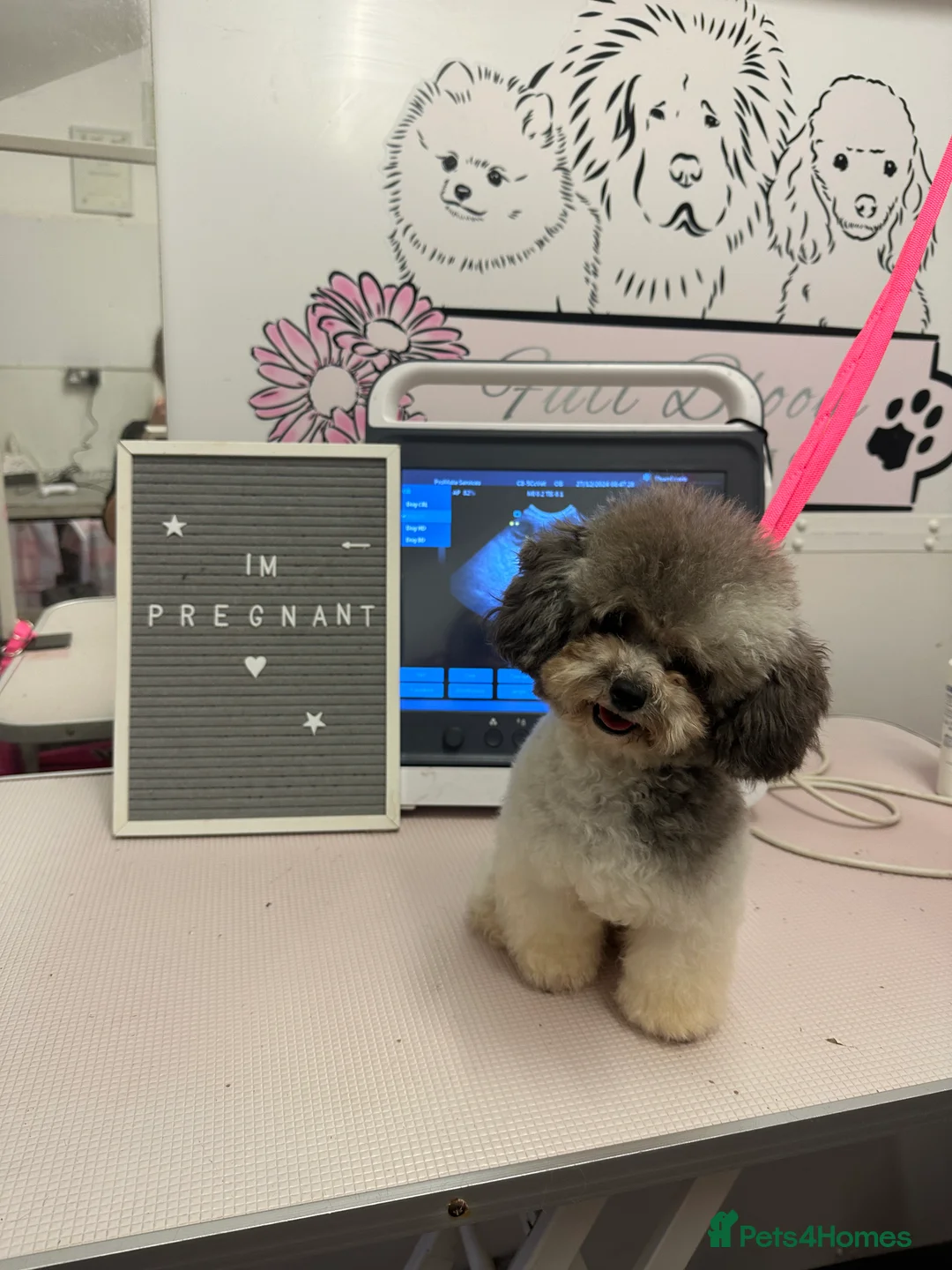 Toy Poodle dogs for stud: 7.5inch Toy HEALTH TESTED ASIAN IMPORT in Guildford - Advert 40
