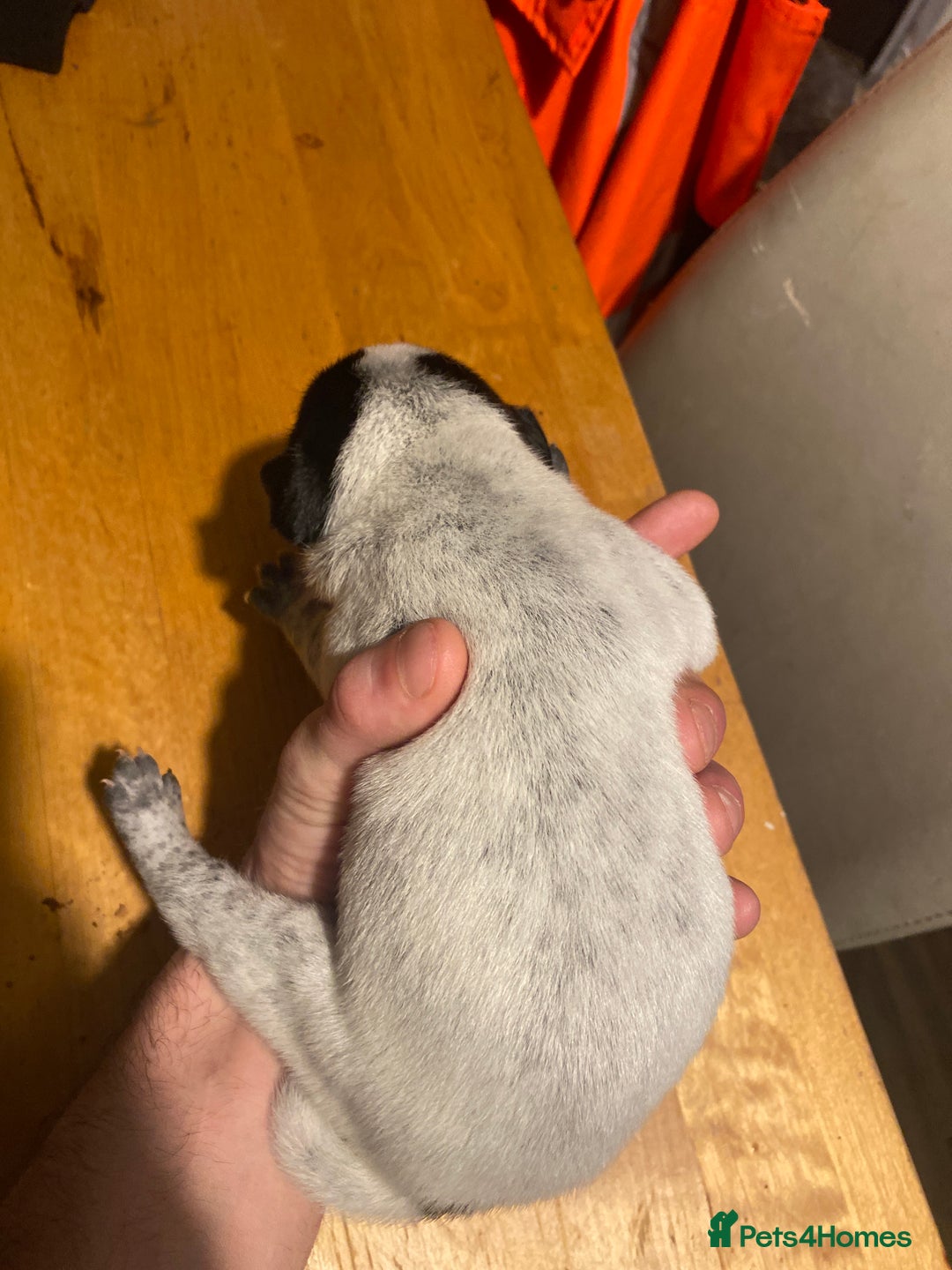 Mixed Breed dogs for sale: I have five pups for sale - Advert 7