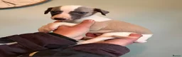 Whippet dogs for sale: 7 gorgeous whippet puppies! All ready leave  - Advert 7