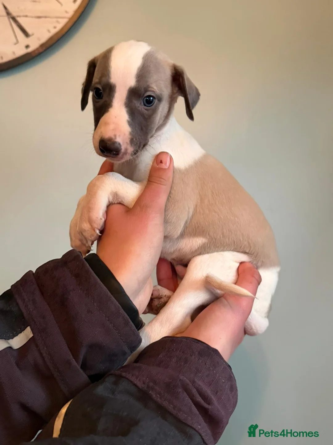 Whippet dogs for sale: 7 gorgeous whippet puppies! All ready leave  - Advert 7