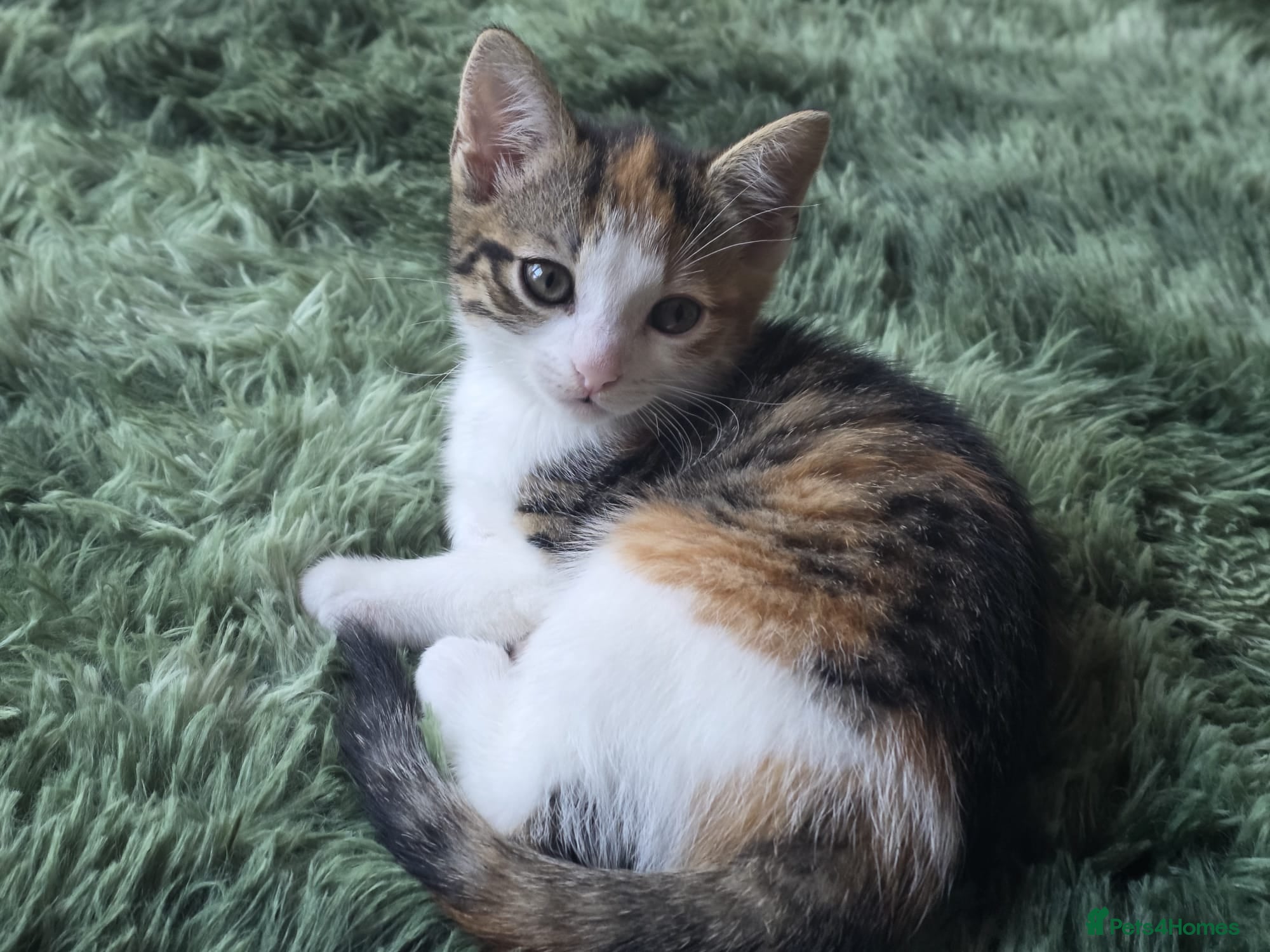 Mixed Breed cats Girl carlico kitten for sale  - Advert 6