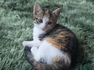Mixed Breed cats Girl carlico kitten for sale £200 - Advert 10