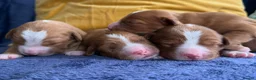 Nova Scotia Duck Tolling Retriever dogs for sale: Beautiful Toller puppies from champion bloodlines - Advert 16