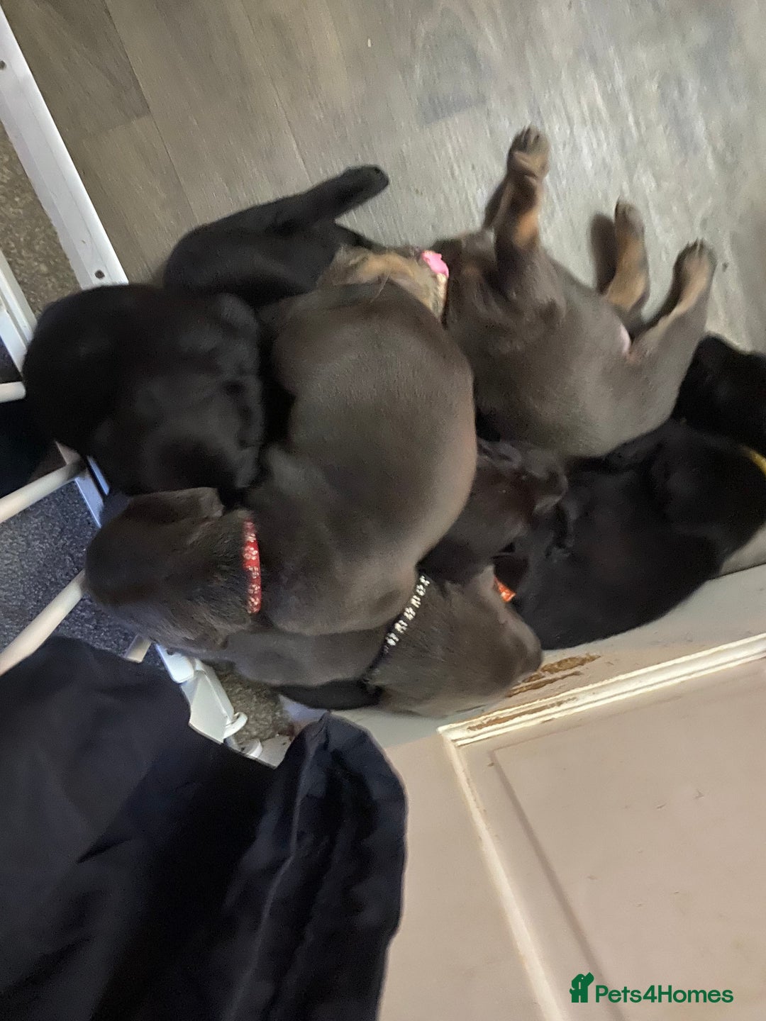 Labrador Retriever dogs for sale: Silver Labrador puppies  - Advert 11