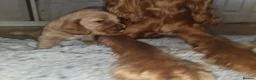 Cocker Spaniel dogs for sale: 3 golden Cocker Spaniels  - Advert 20