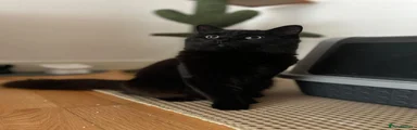 Loco