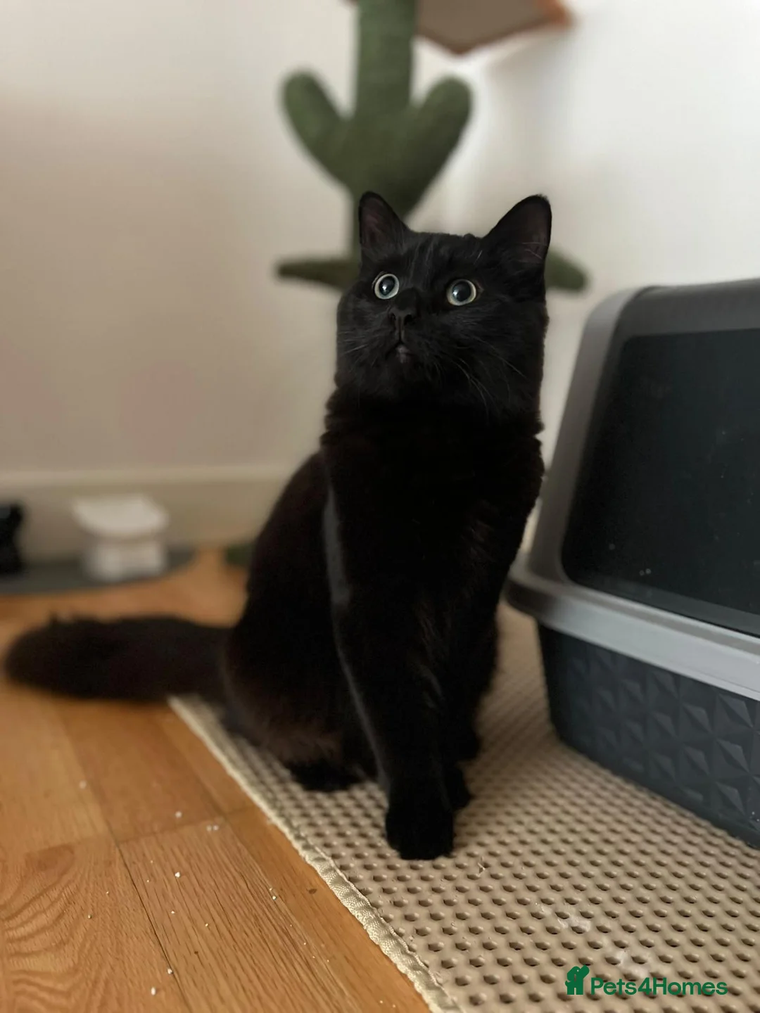 Mixed Breed cats for sale: Mix breed male cat  - Advert 1