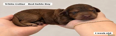 Cockapoo 3 - White Collar - Red Sable