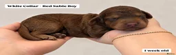 Cockapoo dogs for sale: Extensively DNA Tested Cockapoo Puppies 🧬 - Advert 8