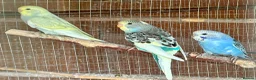 Budgerigars birds for sale: Baby Budgies for sale - Advert 1