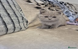 British Shorthair cats for sale: 2 Beautiful British Short Hair kittens - Image 6