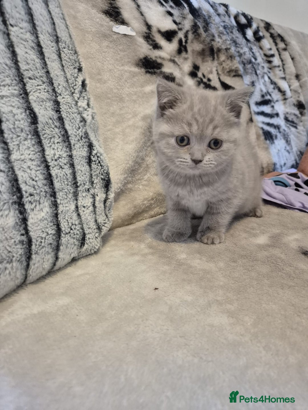 British Shorthair cats for sale: 2 Beautiful British Short Hair kittens - Image 6