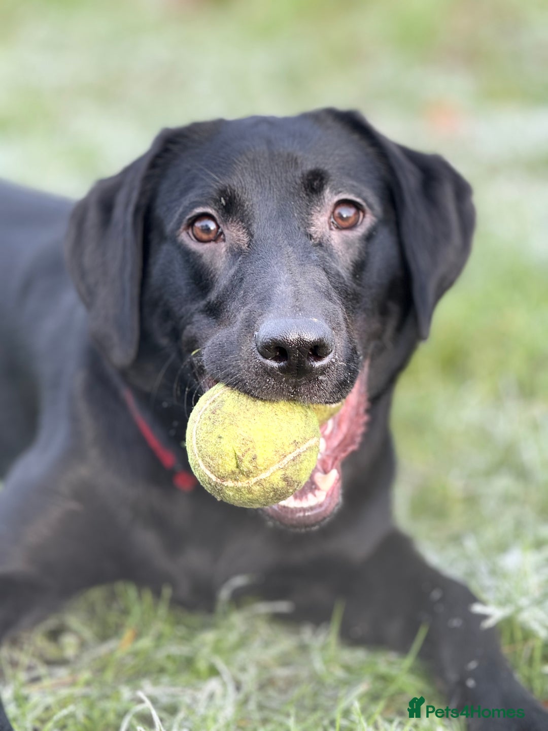 Mixed Breed dogs for sale: Labrador cross - Image 3