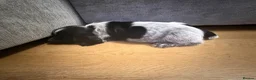 Cocker Spaniel dogs for sale: 3 beautiful cocker spaniel puppies  - Advert 10