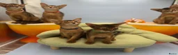 Abyssinian cats for sale: Five Abyssinian kittens with lots of love to give - Advert 3