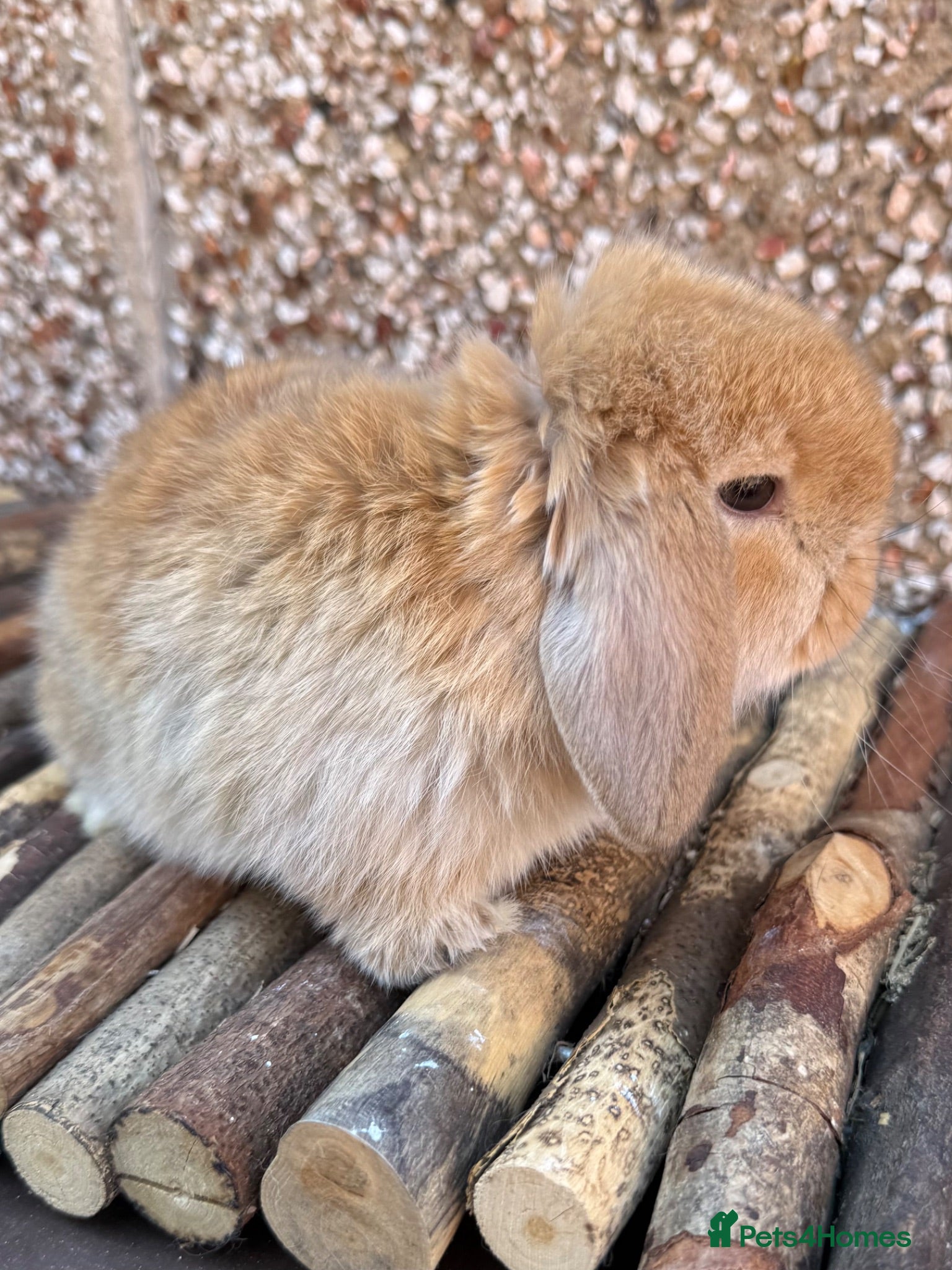 Mini Lop rabbits Nice Type Orange Buck  - Advert 7
