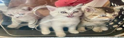 British Shorthair cats for sale: Lovely British Short Hair  in Salisbury - Advert 2