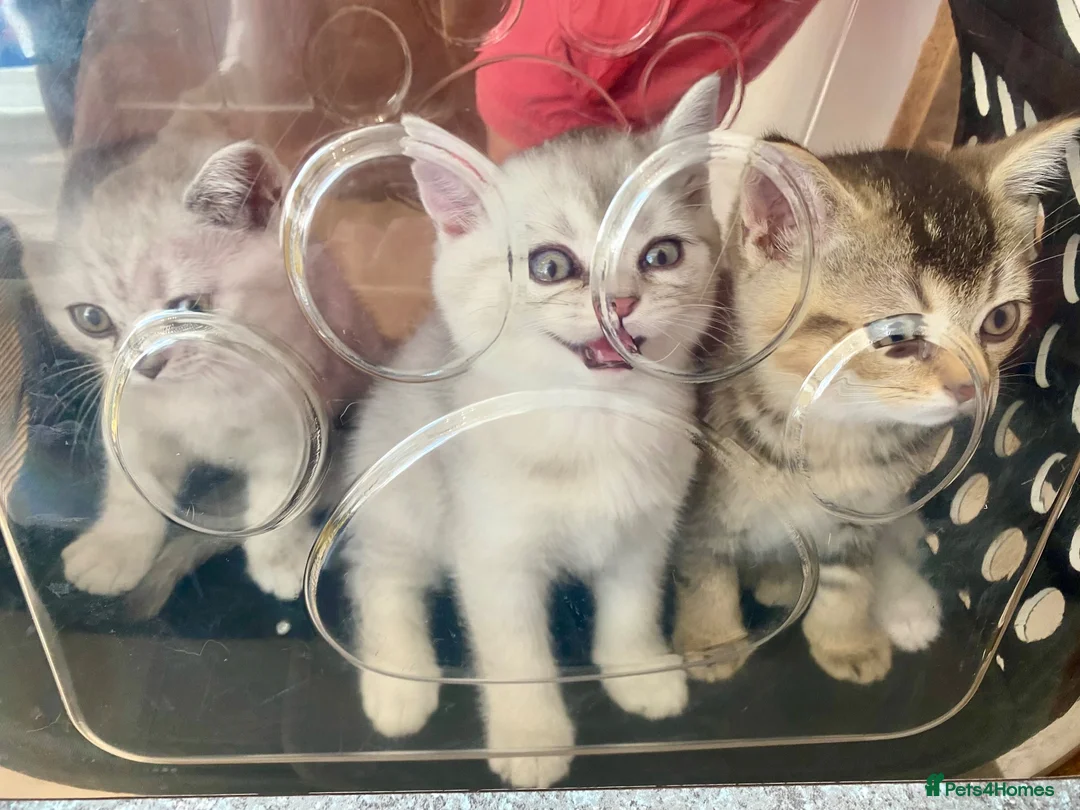 British Shorthair cats for sale: Lovely British Short Hair  in Salisbury - Advert 2