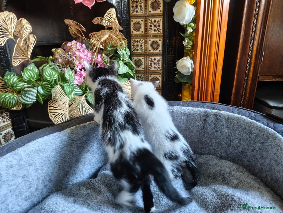 Mixed Breed cats for sale: Fluffy and short haired bundles of joy - Image 7