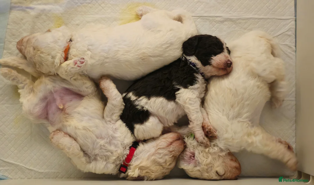 Labradoodle dogs for sale: Stunning standard multi-generational labradoodles  in Northampton - Advert 40