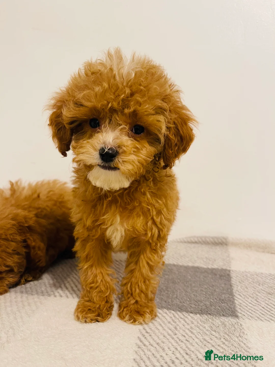 Cavapoo dogs for sale: Beautiful Cavapoo Puppies – Ready for Loving Homes - Advert 1