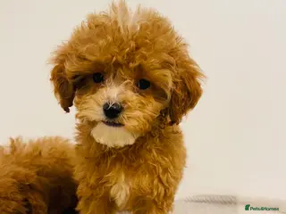 Cavapoo dogs Beautiful Cavapoo Puppies – Ready for Loving Homes - Advert 1
