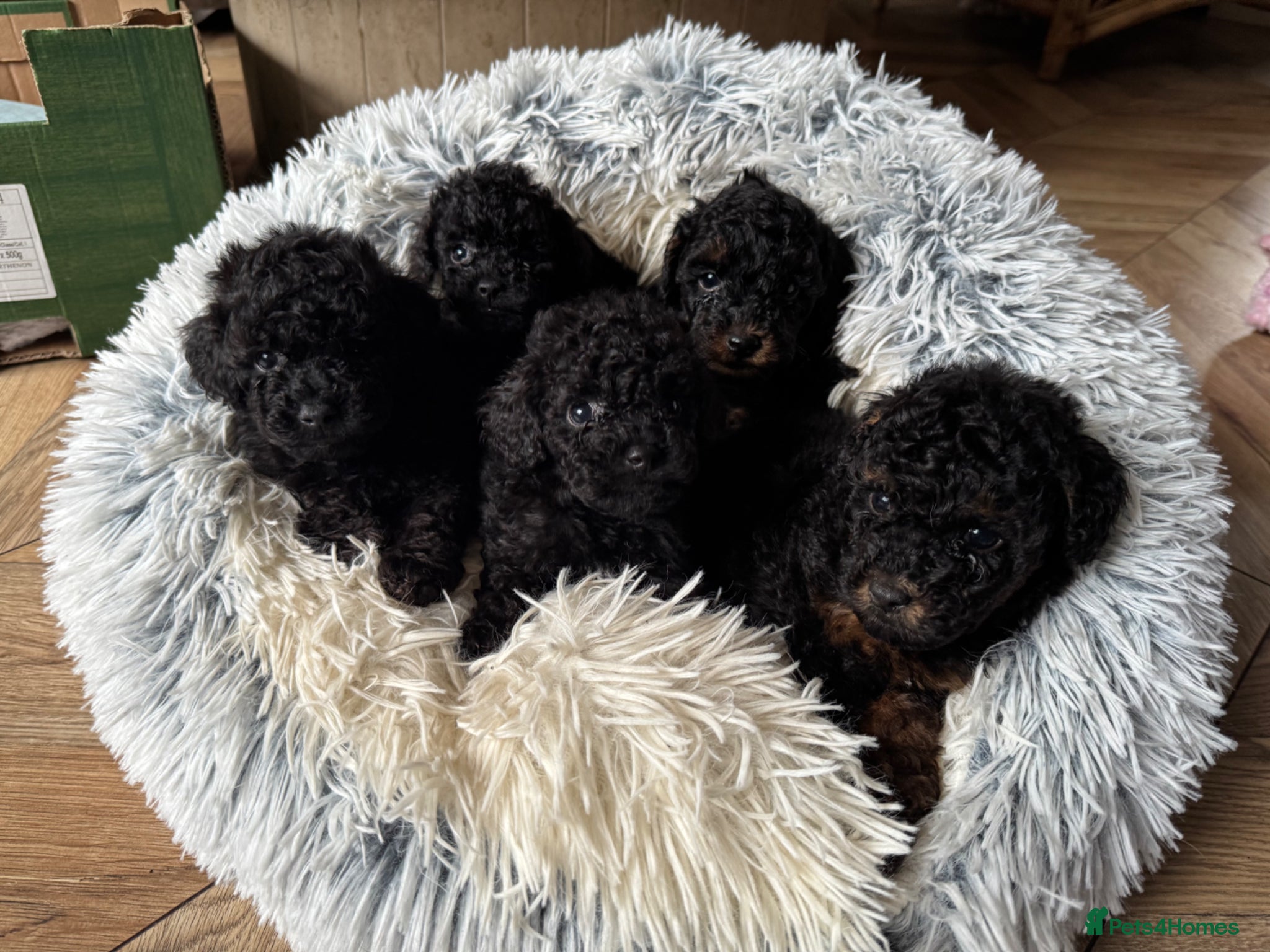 Toy Poodle dogs Toy Poodle - Advert 12