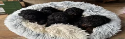 Toy Poodle dogs for sale: Toy Poodle - Advert 1