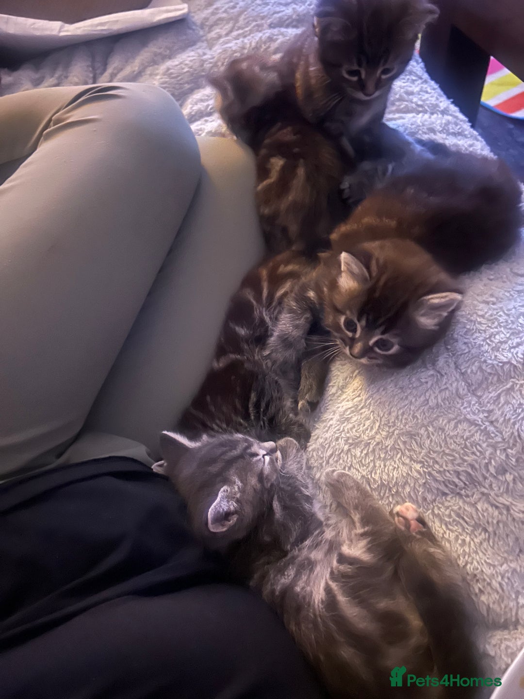 Mixed Breed cats for sale: 4 kittens for sale mixed breed  - Image 5