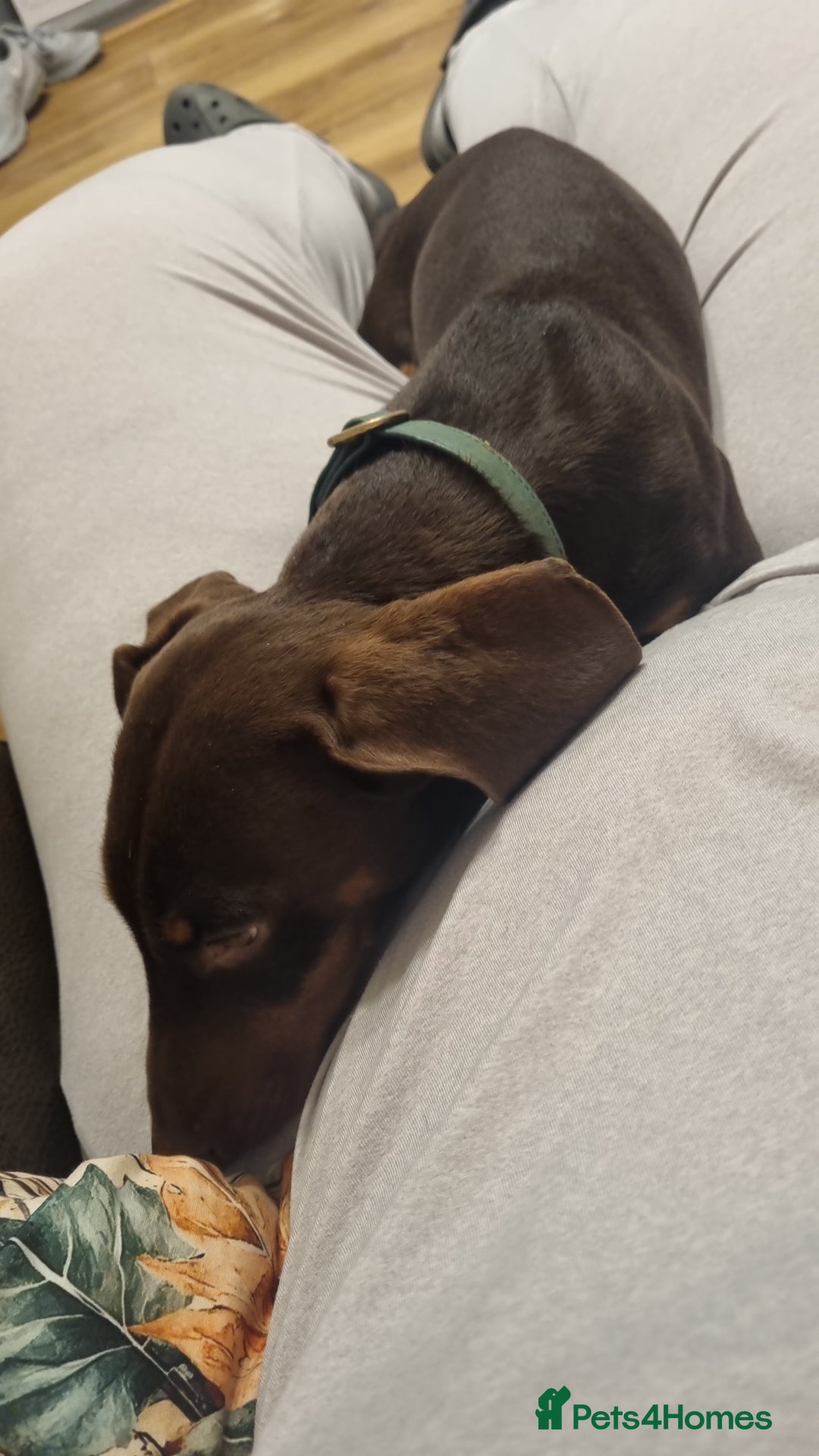 Miniature Dachshund dogs for stud: Proven Miniature Dashhound For Stud  - Advert 8