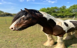 Irish Cob horses for sale: 2 year old 12hh cob - Image 5