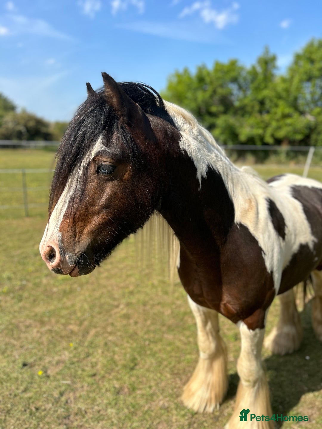 Irish Cob horses for sale: 2 year old 12hh cob - Image 5