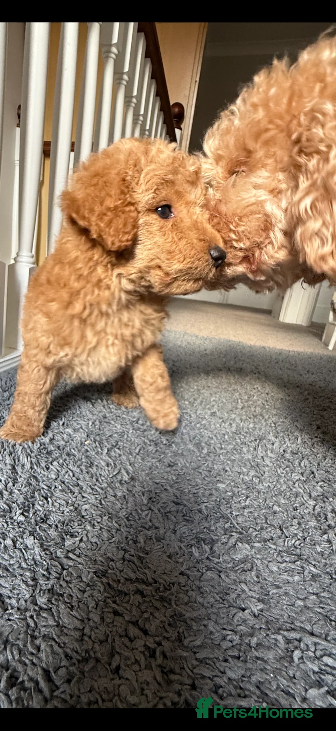 Miniature Poodle dogs for sale: Miniature poodle puppies  - Advert 2