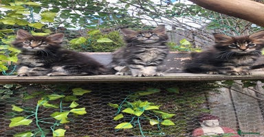 Maine Coon cats - Advert 9