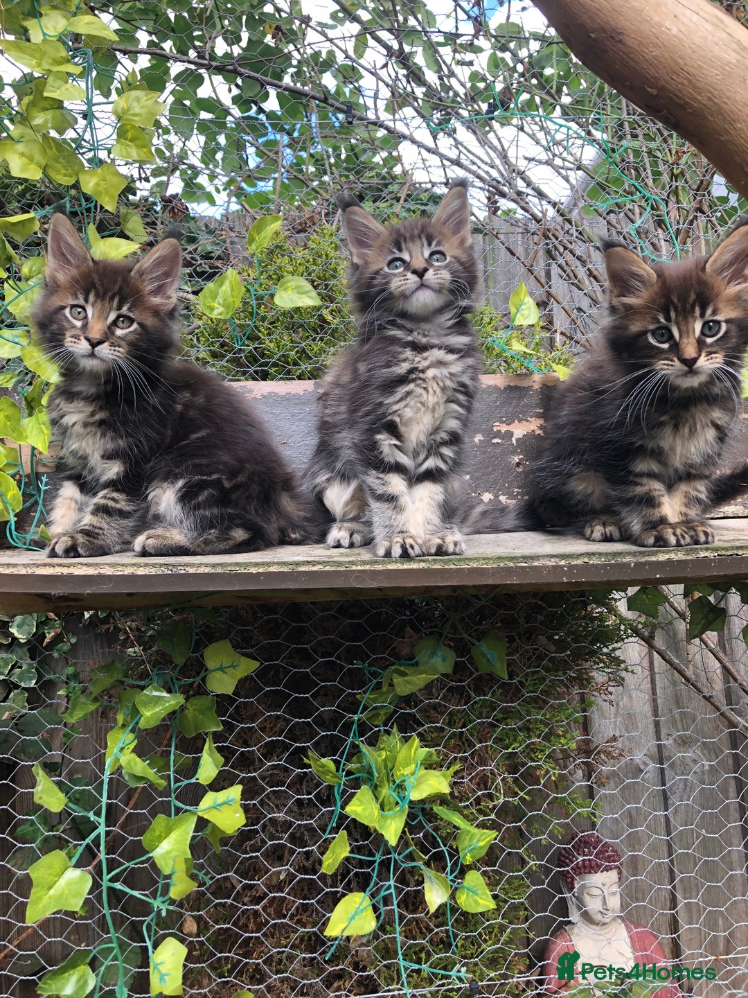 Maine Coon cats for sale: Maincoon kittens ready now  - Image 2