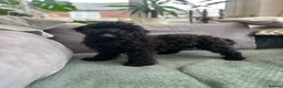 Mixed Breed dogs for sale: Australian Labradoodle cavapoo boy stunning ⭐️  - Advert 7