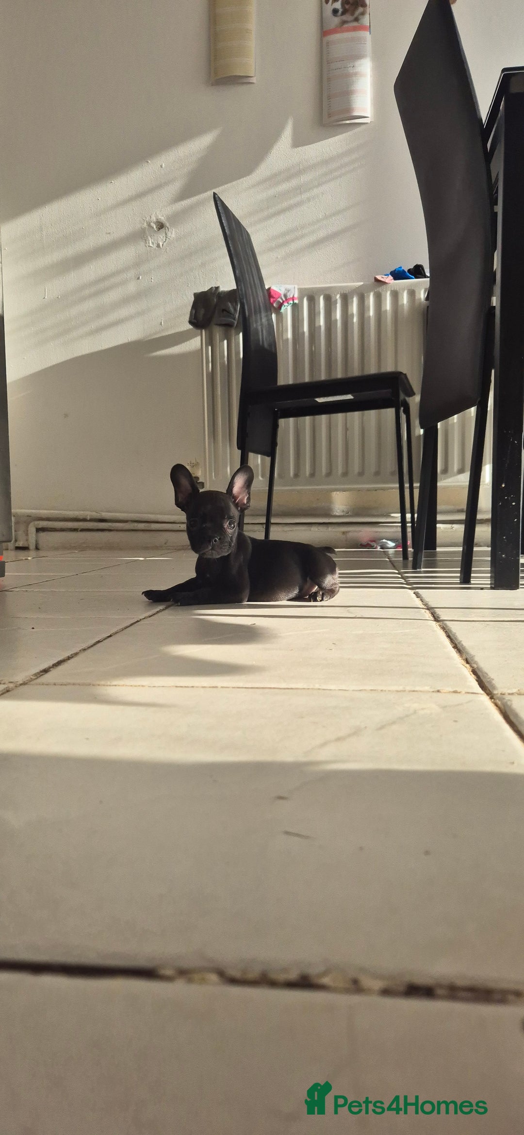 French Bulldog dogs for sale: Beautiful French bulldog  - Image 4