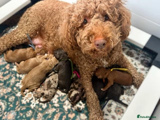 Labradoodle dogs for sale - Advert 1